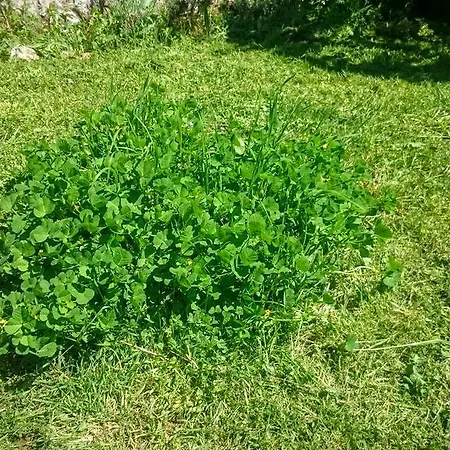 Stressfree * Ičići